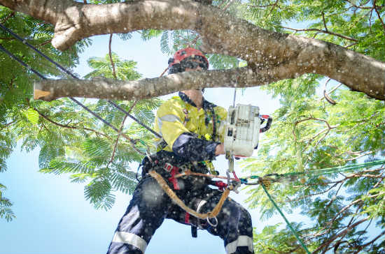 Professional Tree Care