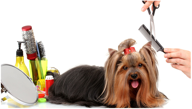 Pet Grooming Services